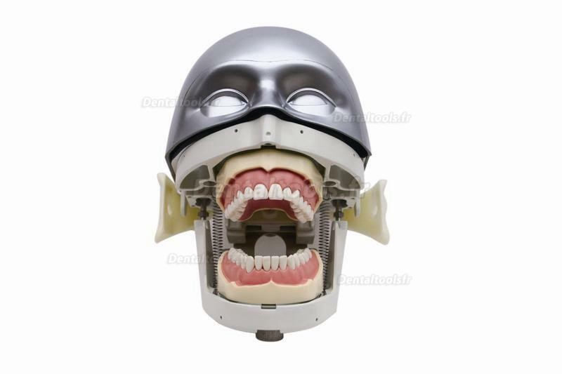Mannequin de formation pour soins dentaire typodont compatible avec Nissin Kilgore